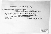 Melampsora populina image